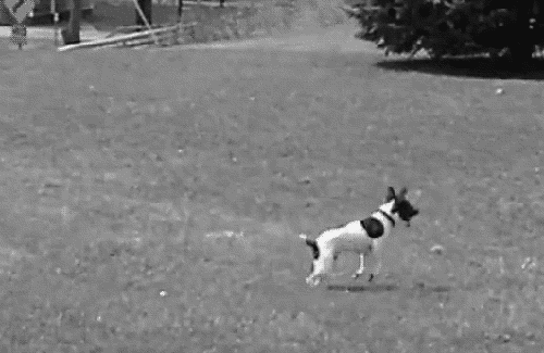 soulmistake:rat terrier hunting for worms