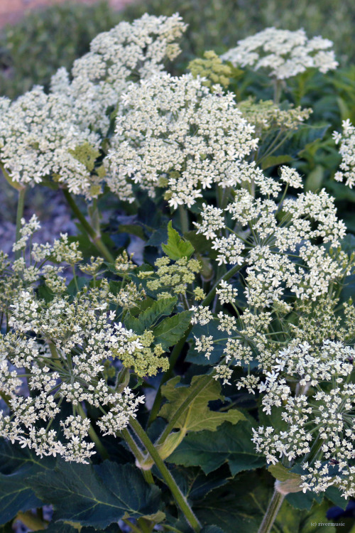 The delicate flowers of Cow Parsnip (Heracleum sp.) sparkle in a Yellowstone forest.riverwindphotogr