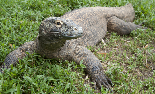 tharook: serpentking456:  skarchomp:  skarchomp:  skarchomp:  the Komodo Dragon is the biggest, strongest, most dangerous apex predator that is physically incapable of looking at all threatening  i could conceivably be torn to pieces and eaten alive by