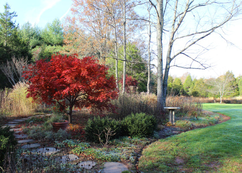 November 8 2014 Last colors of the season on this frosty morning.  Jindai Tatarian Aster and Morning