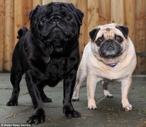 XXX peeonstuff:  The seeing-eye pug who helps photo