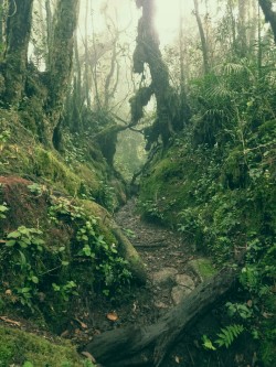 theadventurechild:    Jungle/tropical blog