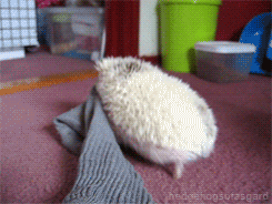 hedgehogsofasgard:  Týr vs sock 