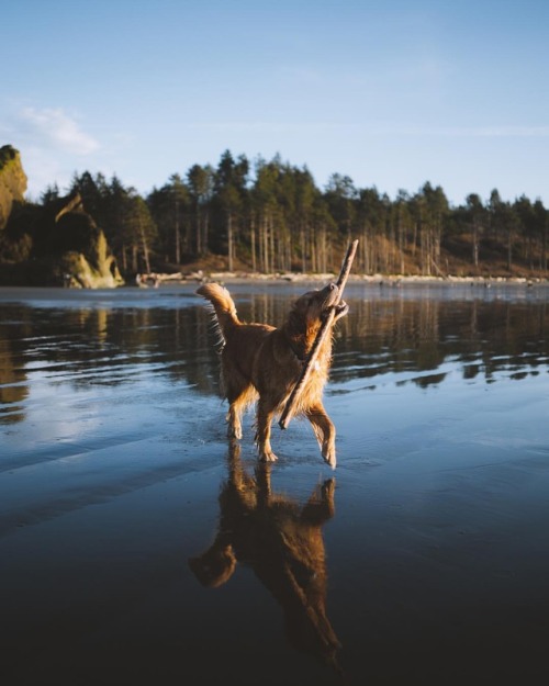 johncwingfield:Happy days on the Olympic Peninsula.