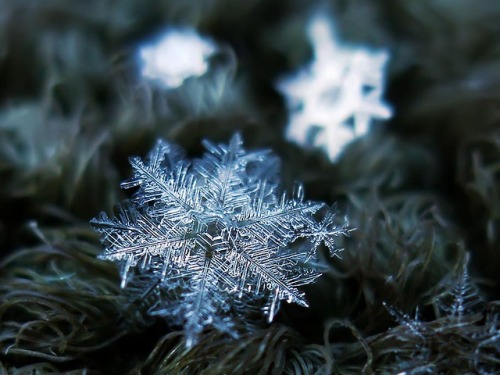 latimes:  pbsdigitalstudios:  It’s that time of year again! Check out these incredible images of snowflakes under a microscope by Alexey Kljatov.  A happy Friday to our follows - each of them a unique snowflake! 