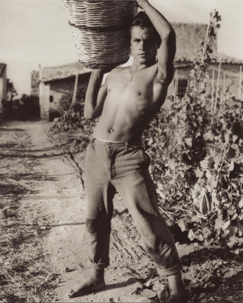 Giovanni during the wine harvest, 1950, Konrad Helbig