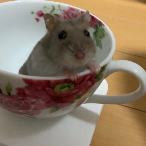 hamsters-in-cups: hamstataer on instagram says: She is 41g♥️