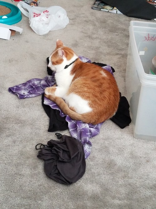 will someone please explain to @elucubrare that I simply cannot do my laundry right now because my c