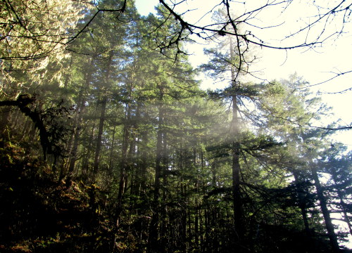 Eagle Creek, Oregon December 2013