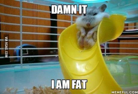9gag:  Fat hamster is fat.