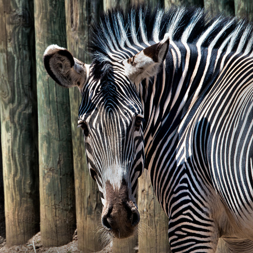 llbwwb:  Zebra (by jnhPhoto)