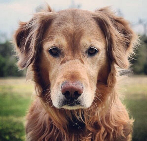 awwpics-org:  Old dogs can be just as cute as puppies.