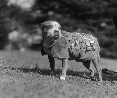 last-snowfall:  el-fridlo:  Sergeant Stubby, adult photos