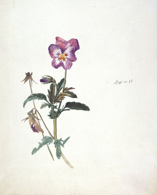 littlesugarplumfairy:  Rose, 25 September 1896 & Pansy, 21 September 1896, Illustrations by Beatrix Potter 