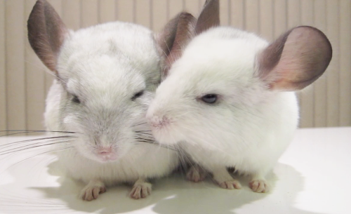 chintubehd:  A kiss on the cheek, and a lot of squeaks! :D 