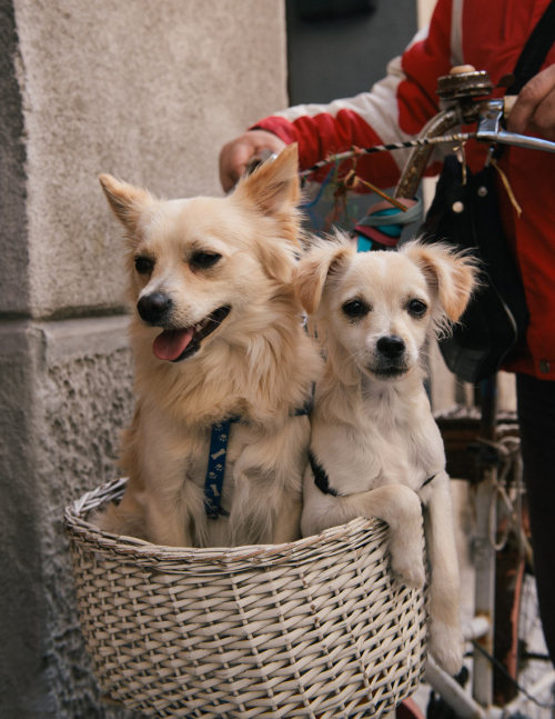 Dogs in a basket, Cefalu.
