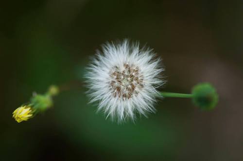  #flowerstalking #flowerstagram #flowerpower #natgeo #nature #flora #flowerporn #flowerphotography #