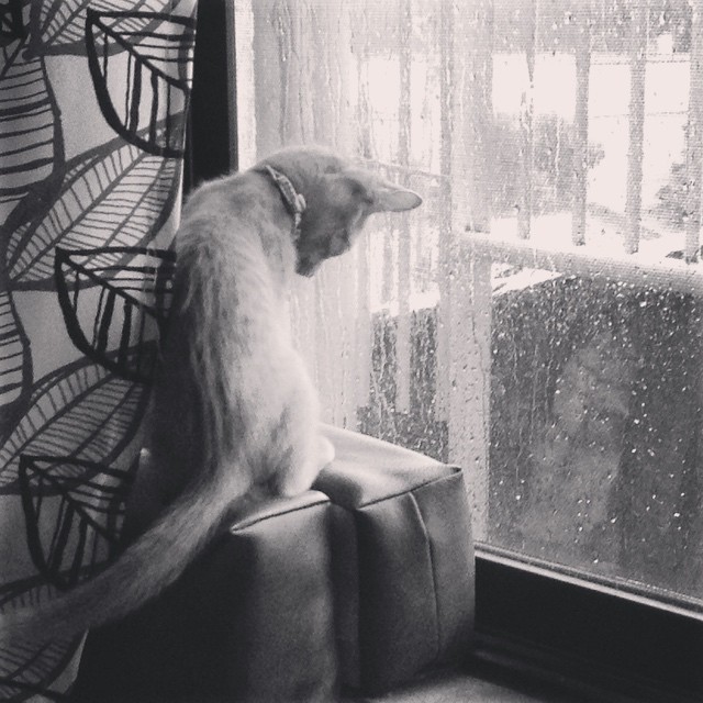 ohmymishkadoodle:  Looking at the raindrops hitting the windowpane… This kitty