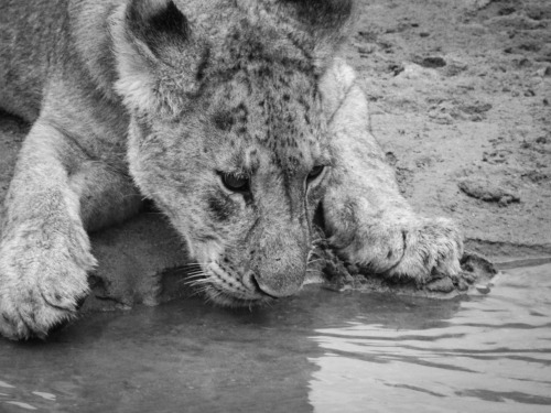 A young lion takes a sip from a nearly dry riverbed in Tanzania.