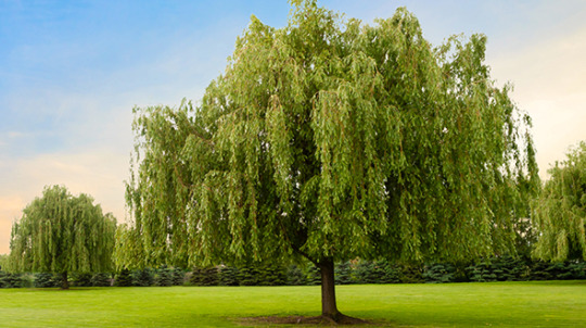 Marietta ga landscape trees include weeping willows