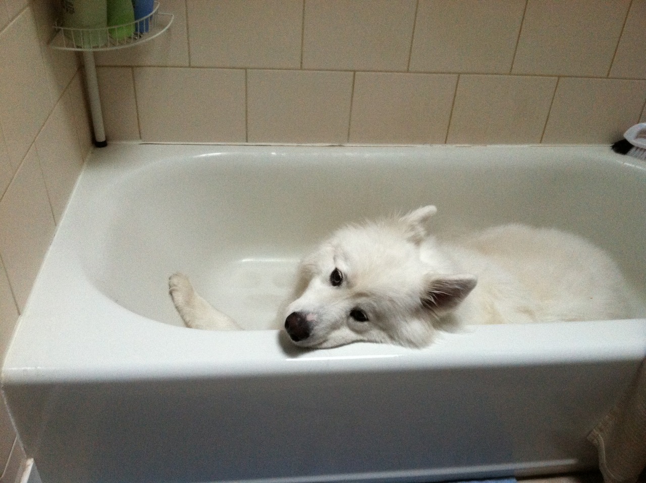 skookumthesamoyed:  Can you please make the scary boomies go away now? I’ll wait