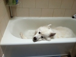 skookumthesamoyed:  Can you please make the scary boomies go away now? I’ll wait right here, in the bath tub where it’s safe until you get them to stop!