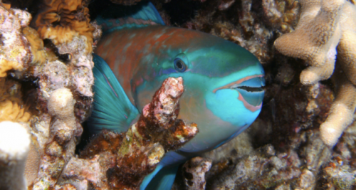 Photo Credit: © Barry Fackler, FlickrWhat goes in must come out in some form, and with parrotfish, w