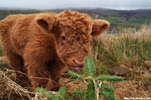 note-a-bear: animalrates: animal rates? WOOLY COO