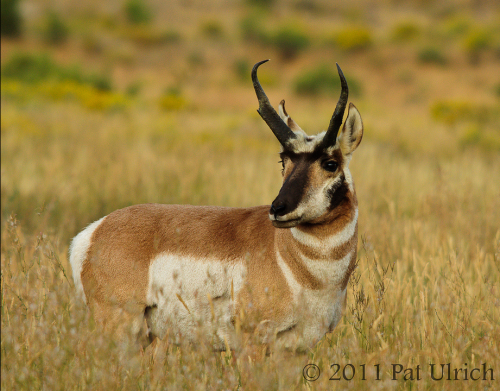 Pronghorn (Antilocapra americana)