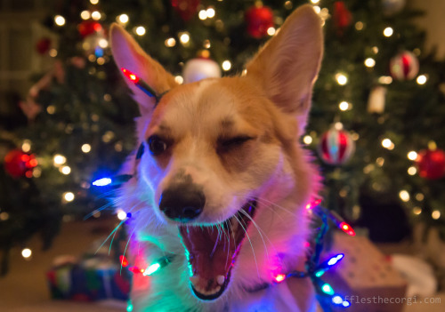 jenkotsu: aswechoke: Here are some dogs wearing Christmas lights.