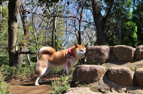 shiba inu