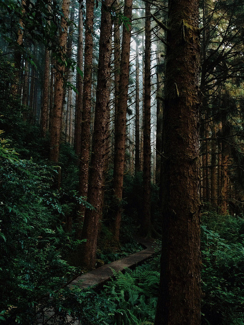 lyricalsycamore:  by kevinrussmobile on Flickr. 