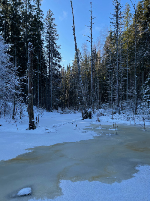 michaelnordeman:The stream in winter. 