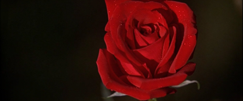 melanielaurent:  “It’s hard to stay mad when there’s so much beauty in the world.” American Beauty (1999) dir. Sam Mendes 