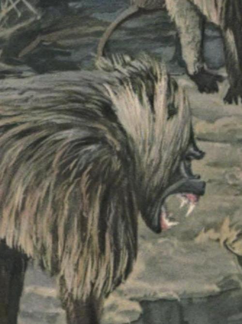 biomedicalephemera:Gelada baboon - Theropithecus gelada“The face of the gelada baboon does not have 