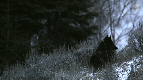wolvesphoto:Black wolf Yellowstone USA