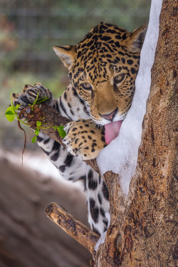 sdzoo:  #Caturday snow cone