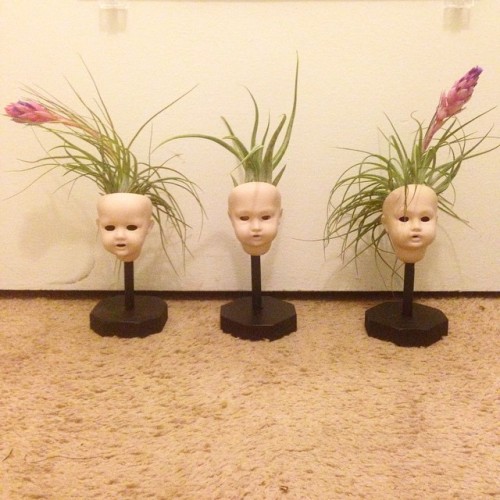 Vintage bisque doll head planters with awesome airplants $40 5 ¾" tall (not including ai