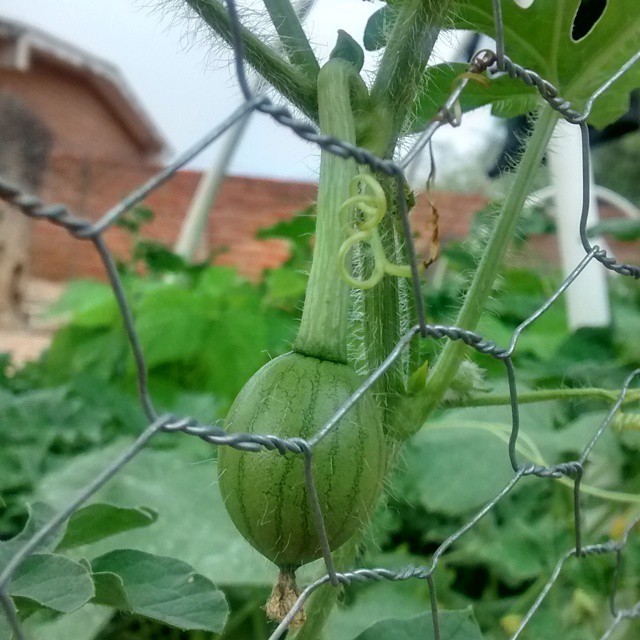 Baby melons! #garden #desertgarden