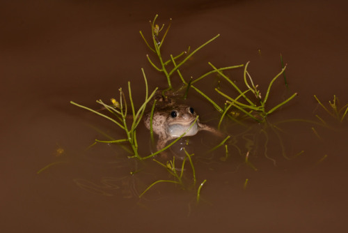 toadschooled:A rather lonesome-looking plains spadefoot toad [Spea bombifrons] sits with only submer