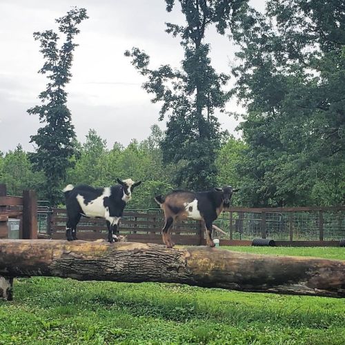 What up? #nigeriandwarf #bucklings #goatmilkstuff #goat #farm #rainy #thursday #but #no #wet #feet #