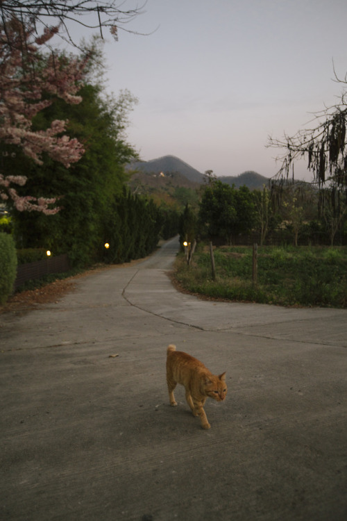 louisetakesphotos: Just a small town cat, living in a lonely town. Took a twilight walk going a