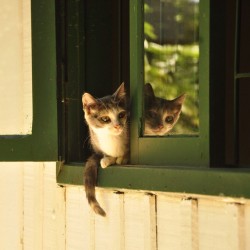 Cat-In-Windows:  (Via @Eduhoffmann77 | Websta (Webstagram))