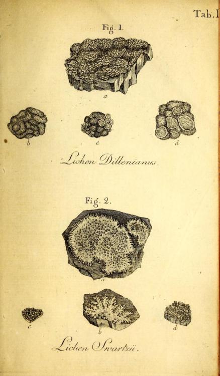 scientificillustration: ‘Lichenographiae svecicae prodromus’ by Erik Acharius (1757-181