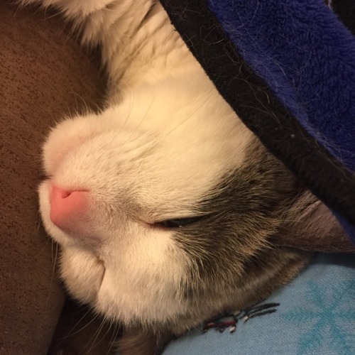 chocolatequeennk: Snuggled up between my leg and the arm of the chair. @mostlycatsmostly