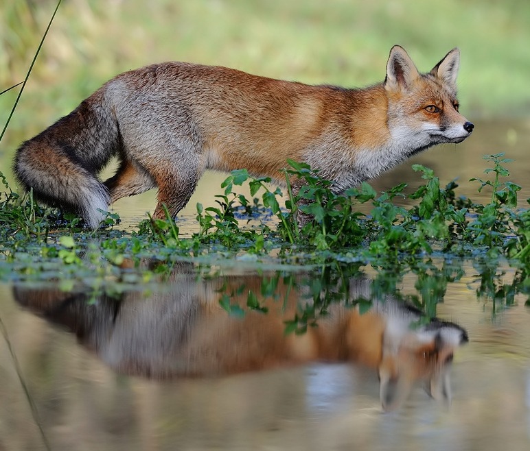 allanimalsunited: beautiful-wildlife:  Lichtspiegel (Mirror of Light) by P. Lindel