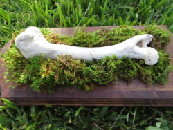 darklittlefaun:  Yay my bone mounts are finished!