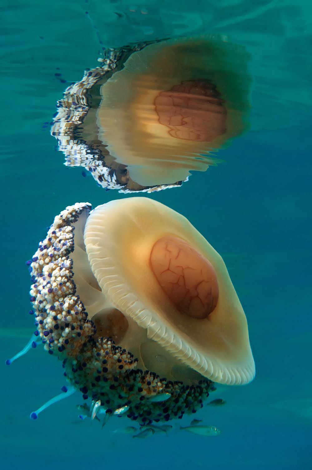 libutron:  Cotylorhiza tuberculata | ©Marinko Babic A beautiful Mediterranean Jelly