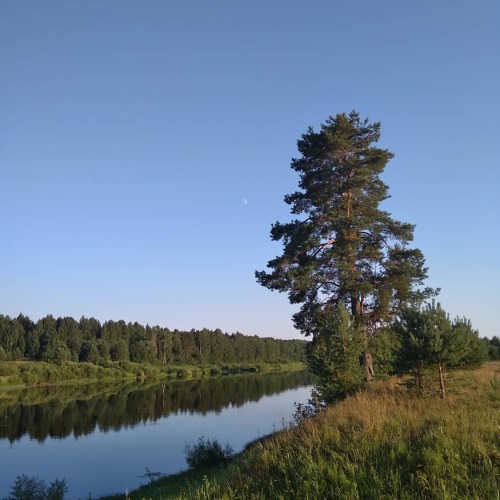 Lonely pine #nature #naturephotography #river #pinetree #sky #photooftheday #countryside www