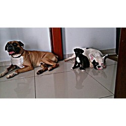 &ldquo;Quanto mais eu conheço as pessoas mais eu gosto dos meus cachorros&rdquo; Emicida #boxer #Pug #bulldog